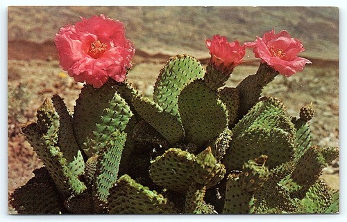 Vintage petley postcard - vintage,