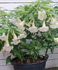 Brugmansia White Angel Trumpet
