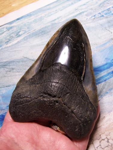 Megalodon shark tooth 8 - 4, 7/8"