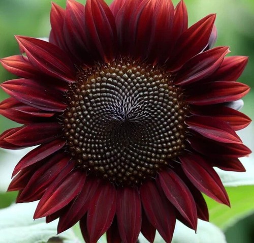 Sunflower chocolat seeds - sunflower,