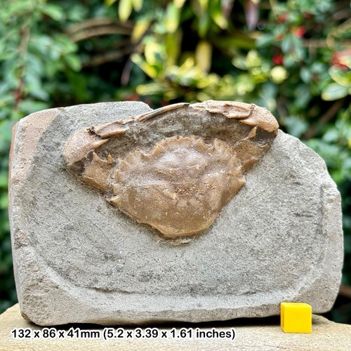 Charybdis complete fossil crab - complete,