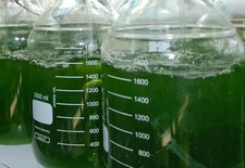 2L Green Water (Chlorella) Starter Culture Kit - Food for Daphnia, Fish Fry etc