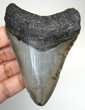 MEGALODON SHARK TOOTH REAL