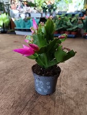 Pink Christmas Cactus | 9 CM