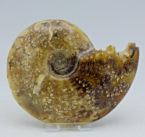 Whole polished cretaceous - polished,