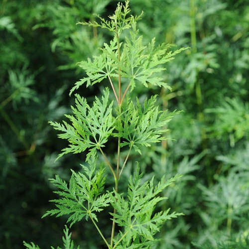 Japanese maple tree emerald - maple,