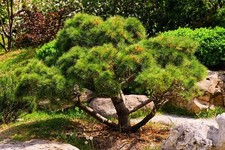 1 Japanese Black Pine Pinus