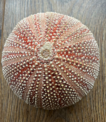 Natural scottish shell sea - scottish, shell,
