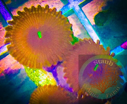 Saf people eater zoanthid - eater,