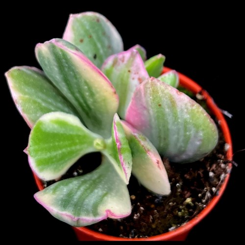 Variegated money plant