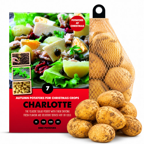 Charlotte autumn seed - 7,