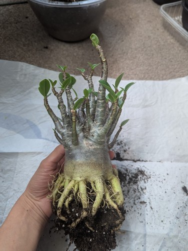Adenium arabicum black - arabicum,