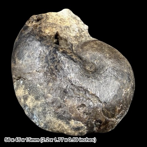 Staufenia ammonite fossil - staufenia,