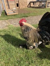 6 x Lemon Millefleurs