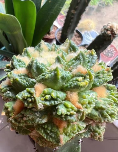 2cm rare plant ariocarpus - 9.2cm,