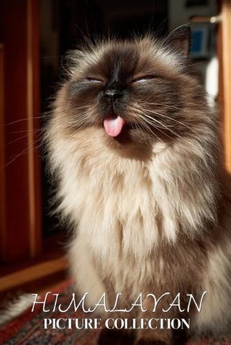 Himalayan cat photo - himalayan,