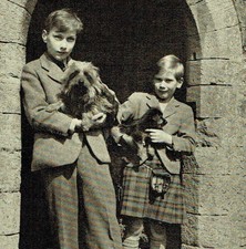 Australian Terrier History Characteristics / Dandy of Zellah 1953 Photo Article