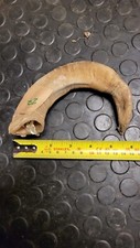 Old Large Horn Craft Stick Making Rams Horn