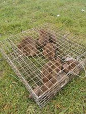 Rat squirrel trap - rat,