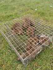 SQUIRREL - RAT TRAP MULTI CATCH.  THIS VERSATILE TRAP CAN BE USED ON BOTH