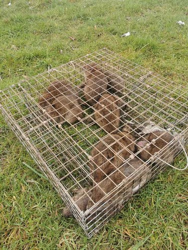 Squirrel rat trap multi - -,