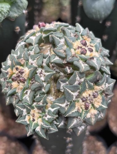 Rare live house plant - rare,