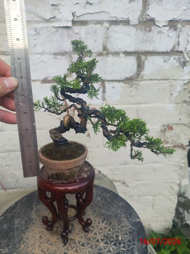 Mini juniper bonsai - mini,