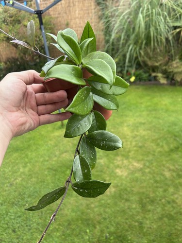 Hoya carnosa stardust - hoya,
