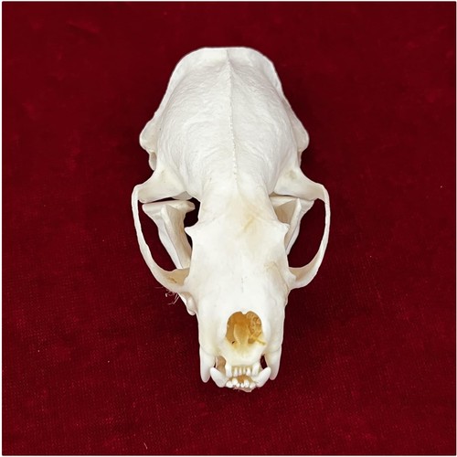 Taxidermy supplies real - taxidermy,