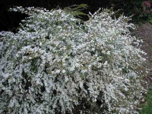 Baeckea linifolia shrub - linifolia, .shrub