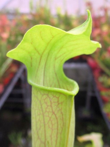 Sarracenia alata short - sarracenia, “short