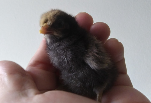 Ridiculously small smooth - small,