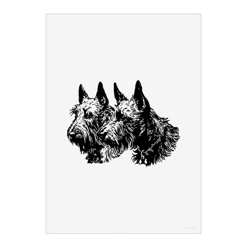 Scottish terrier couple wall - 'scottish, couple'