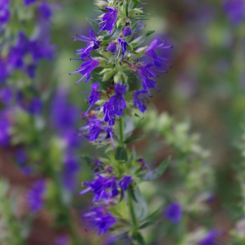Hyssop blue plug - blue,