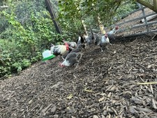 RARE BREED Silver Campine