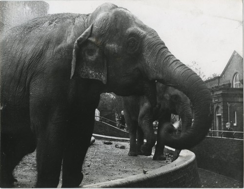 Indian elephant zoo enclosure - elephant,