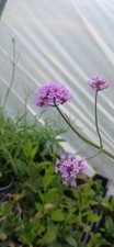 Purple Verbena Bonariensis In 0.5 Litre Pots  Perennials