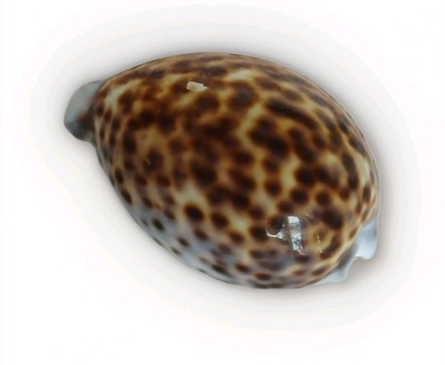 Tiger cowrie cypraea tigris - cowrie,