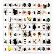 50 Pcs Insect in Resin