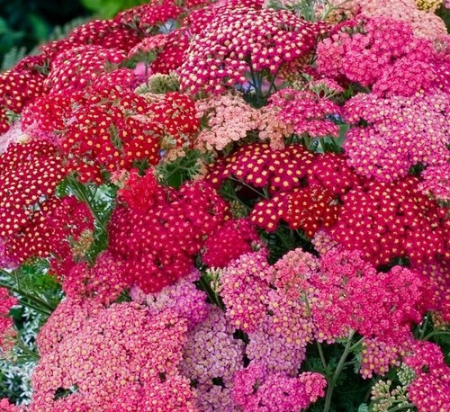 Achillea millefolium yarrow - millefolium,,