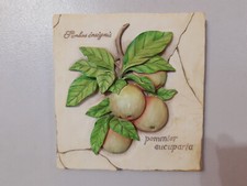 M&S Fruit Apple Art Plaque 3D