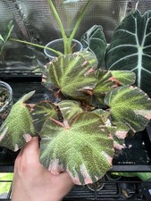 Rare Begonia Soli Mutata Pink Variegated Unrooted Leaf Cutting  (With Petiole)