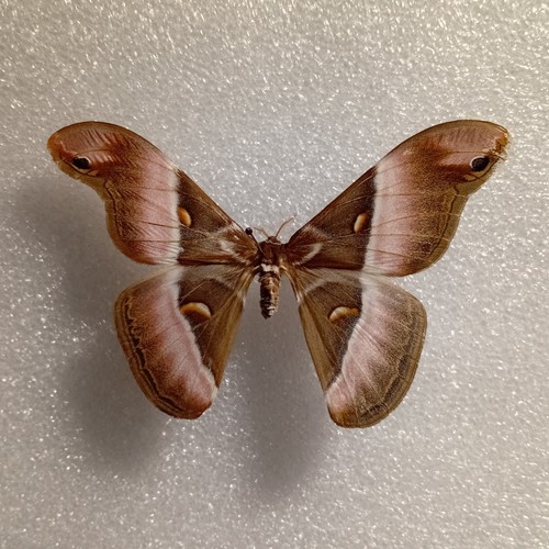 Samia cynthia ailanthus silk - samia,