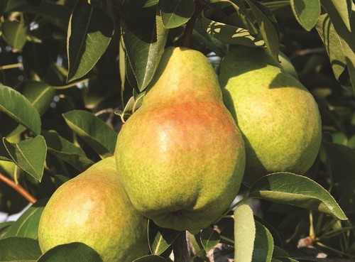 Pyrus williams pear fruit - pyrus,