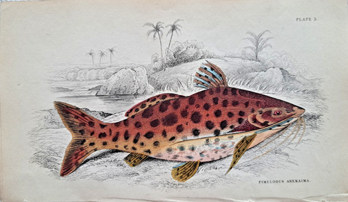 Pimelodus arekaima catfish - pimelodus,