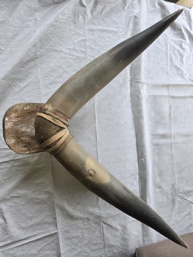 Set african buffalo horns - set,