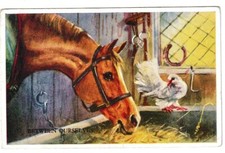 MABEL GEAR BETWEEN OURSELVES  ANIMAL ARTIST POSTCARD HORSE FANTAIL PIGEON 5545