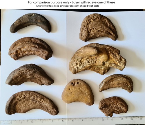 Genuine dinosaur track uk - dinosaur,
