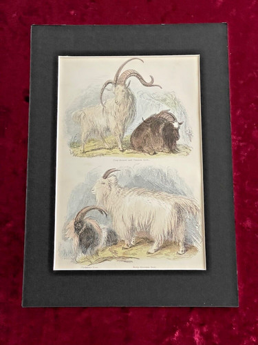 Thomas landseer goats - landseer, "goats"