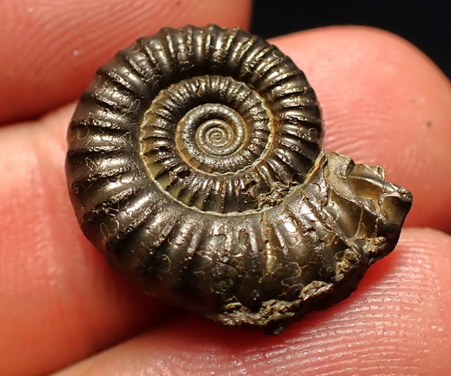 Crucilobiceras pyrite ammonite